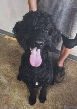 Miles -  Goldendoodle Dog for Adoption in Fort Madison, Iowa - Miles | PetCurious