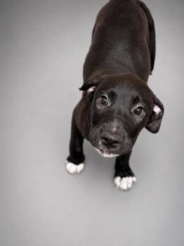 Antelope -  Labrador Retriever and Mixed Breed Dog for Adoption in Bridgewater, New Jersey - Antelope | PetCurious