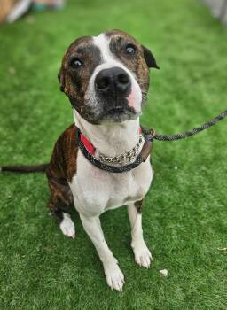 Rescue Mixed Breed Dogs for Adoption in Berkeley Springs, West Virginia - Marley | PetCurious