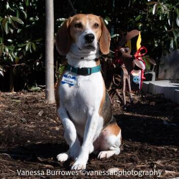 Hound Dogs Available for Adoption - Dewayne | PetCurious