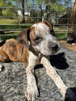 Benji -  Boxer Dog Available for Adoption in Calhoun, Georgia - Benji | PetCurious