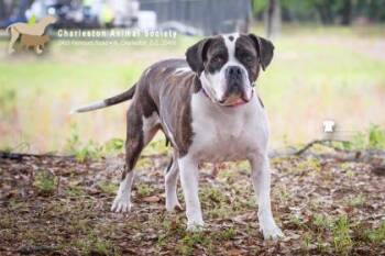 94491a Nina -  American Staffordshire Terrier and Mixed Breed Dog for Adoption in North Charleston, South Carolina - 94491a Nina | PetCurious