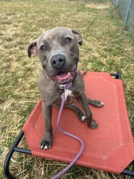 Strohs -  Pit Bull Terrier Dog for Adoption in Chicago, Illinois - Strohs | PetCurious