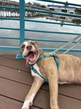 Blackjack - 2 -  American Staffordshire Terrier and Mixed Breed Dog for Adoption in Daytona Beach, Florida - Blackjack - 2 | PetCurious