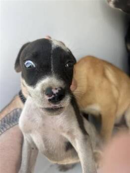 A661446 -  Pit Bull Terrier and Mixed Breed Dog for Adoption in Houston, Texas - A661446 | PetCurious