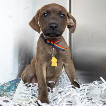 Catahoula Leopard Dog and Mixed Breed Dogs Available for Adoption in St. Louis, Missouri - BOBATHAN | PetCurious