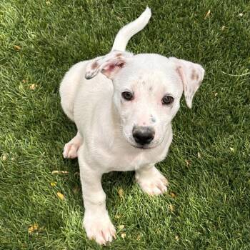 Jack Russell Terrier and Australian Shepherd Dogs Available for Adoption in Phoenix, Arizona - Walter | PetCurious