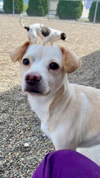 Chihuahua and Jack Russell Terrier Dogs Available for Adoption in Sunbury, Pennsylvania - Sorcha | PetCurious
