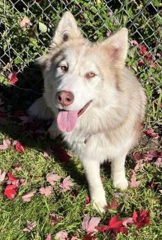 Fable -  Siberian Husky Dog for Adoption in Salem, Oregon - Fable | PetCurious