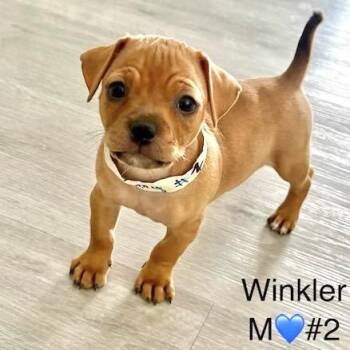 Winkler(Shih Tzu 2) -  Shih Tzu and Mixed Breed Dog for Adoption in Las Vegas, Nevada - Winkler(Shih Tzu 2) | PetCurious