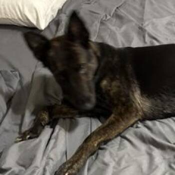 Dutch Shepherd and German Shepherd Dog Dogs Available for Adoption in Liverpool, Texas - Sandy | PetCurious