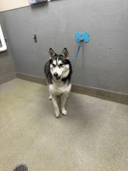 Husky Dogs Available for Adoption in Las Vegas, Nevada - ASTRO | PetCurious