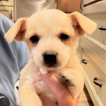 Johnny -  Mixed Breed Dog for Adoption in Midland, Texas - Johnny | PetCurious