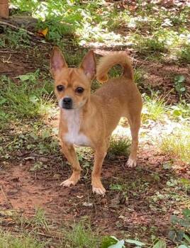 Georgia -  Chihuahua Dog for Adoption in Tifton, Georgia - Georgia | PetCurious
