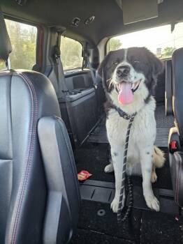 Rescue Border Collie and Mixed Breed Dogs for Adoption in Sprakers, New York - Boss | PetCurious