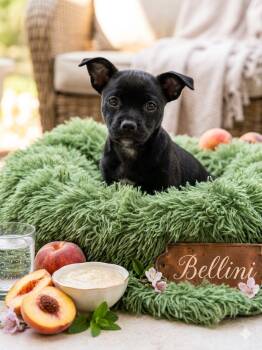 Chihuahua Dogs Available for Adoption in Olympia, Washington - Bellini | PetCurious