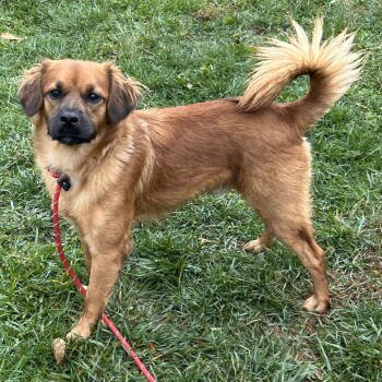 Rescue Golden Retriever and Pug Dogs for Adoption in Cincinnati, Ohio - Fireball | PetCurious