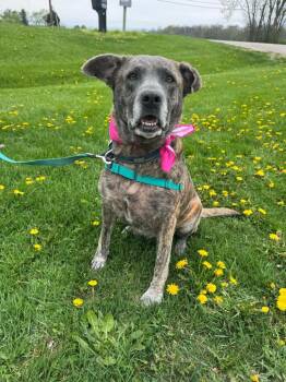 German Shepherd Dog and Boxer Dogs Available for Adoption in Marion, Ohio - Daisy | PetCurious