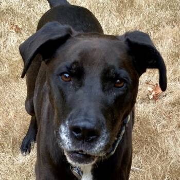 Rescue Black Labrador Retriever Dogs for Adoption in Corvallis, Oregon - Leo | PetCurious