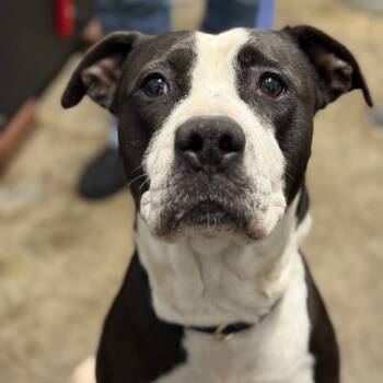 Rescue Pit Bull Terrier Dogs for Adoption in Melbourne, Kentucky - Nala | PetCurious