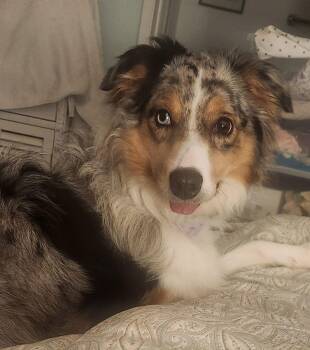 Australian Shepherd Dogs Available for Adoption - Luna | PetCurious