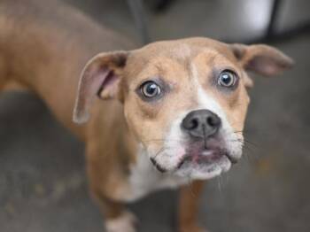 Pit Bull Terrier Dogs Available for Adoption in Portland, Oregon - Sprinkles | PetCurious