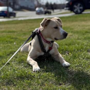 Mixed Breed Dogs Available for Adoption in Shorewood, Illinois - Wrigley Aka Willie | PetCurious