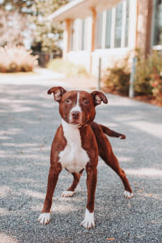 Rescue American Staffordshire Terrier and Mixed Breed Dogs for Adoption in North Charleston, South Carolina - 89094a Ms. Morris | PetCurious