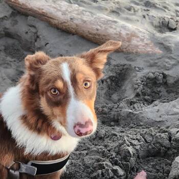 Champ -  Border Collie Dog for Adoption in Goldendale, Washington - Champ | PetCurious