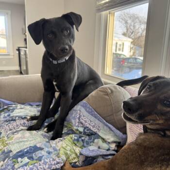 Black Labrador Retriever Dogs Available for Adoption - Buckie | PetCurious