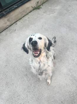 English Setter Dogs Available for Adoption in Toronto, Ontario - Stella | PetCurious