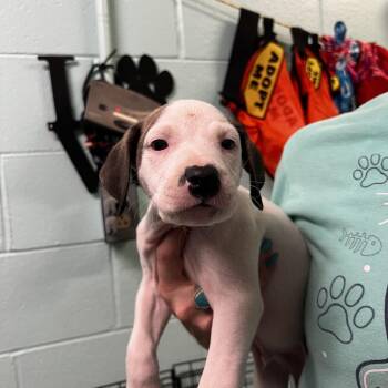 Oregano -  Pit Bull Terrier Dog for Adoption in Harrisville, West Virginia - Oregano | PetCurious