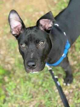 Geo -  Terrier Dog for Adoption in Fort Mill, South Carolina - Geo | PetCurious