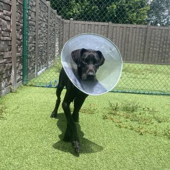 Negrita 7554 -  Great Dane Dog for Adoption in Loxahatchee Groves, Florida - Negrita 7554 | PetCurious