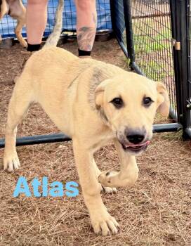 Atlas -  Black Mouth Cur Dog for Adoption in Pembroke, Massachusetts - Atlas | PetCurious
