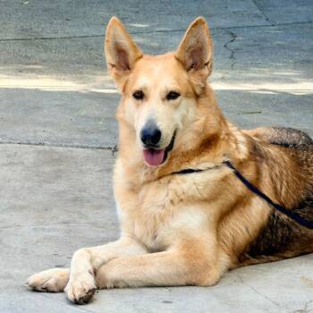 KIARA -  German Shepherd Dog Dog for Adoption in Bell Gardens, California - KIARA | PetCurious