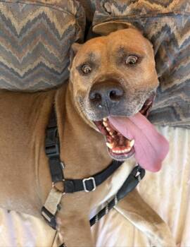 Damon -  Mixed Breed and Pit Bull Terrier Dog for Adoption in Austin, Texas - Damon | PetCurious