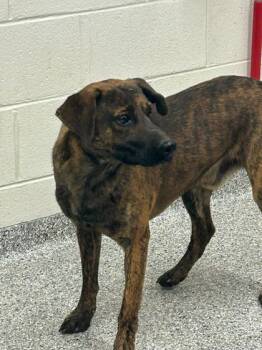 Rescue Mixed Breed Dogs for Adoption in Knoxville, Tennessee - West | PetCurious