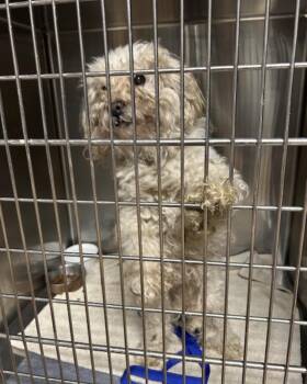 Poodle Dogs Available for Adoption in Warren, New Jersey - Wally | PetCurious