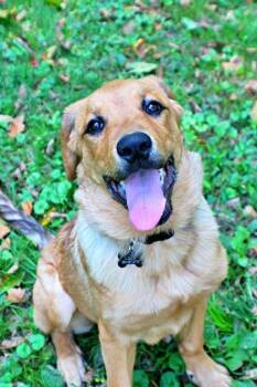 Lola -  Great Pyrenees and German Shepherd Dog Dog for Adoption in Morton Grove, Illinois - Lola | PetCurious