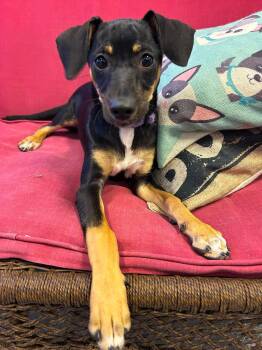 Sunny -  Chihuahua Dog for Adoption in Sparta, Illinois - Sunny | PetCurious