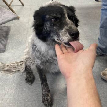 Mixed Breed Dogs Available for Adoption - Sadie | PetCurious