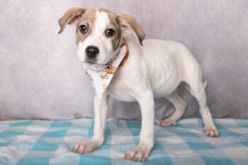 Rescue Mountain Cur and Mixed Breed Dogs for Adoption in Greenville, South Carolina - Wiggle | PetCurious