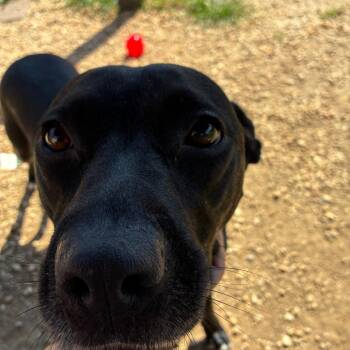 Vega -  Mixed Breed Dog for Adoption in Philadelphia, Pennsylvania - Vega | PetCurious