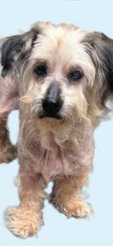 Rescue Havanese and Shih Tzu Dogs for Adoption in Redondo Beach, California - Rose Is Quiet And Well Behaved | PetCurious