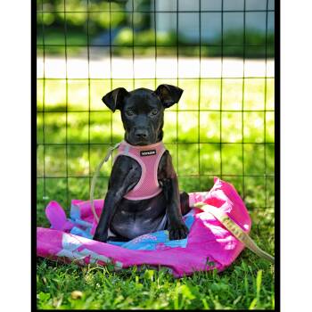 Frida -  Terrier and Dachshund Dog for Adoption in Ogontz Campus, Pennsylvania - Frida | PetCurious