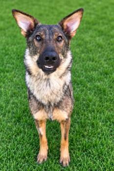 Storm -  German Shepherd Dog Dog for Adoption in Colorado Springs, Colorado - Storm | PetCurious
