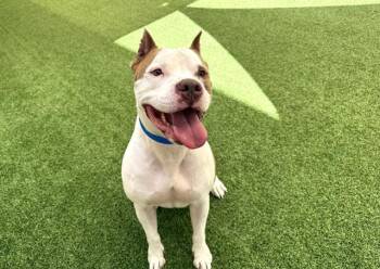 DUKE -  American Staffordshire Terrier Dog for Adoption in Fort Lauderdale, Florida - DUKE | PetCurious