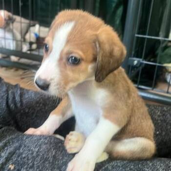 Hound and Mixed Breed Dogs Available for Adoption in Fredericksburg, Virginia - Teenage Kicks | PetCurious