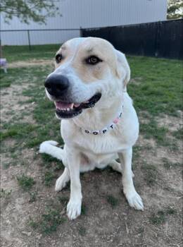 Bandida -  Great Pyrenees and Pit Bull Terrier Dog for Adoption in Evansville, Indiana - Bandida | PetCurious